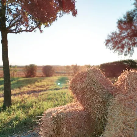 אורחן Acervum קרביה